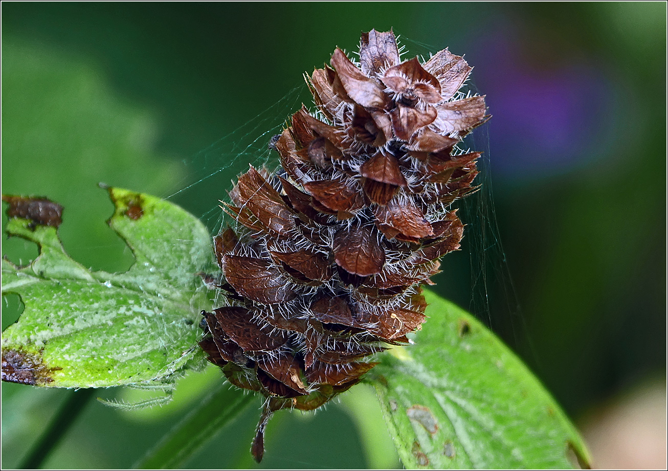 Image of Prunella vulgaris specimen.