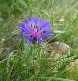 Centaurea fuscomarginata. Верхушка цветущего растения. Крым, городской округ Ялта, Ай-Петринская яйла, луговая степь. 26.05.2024.