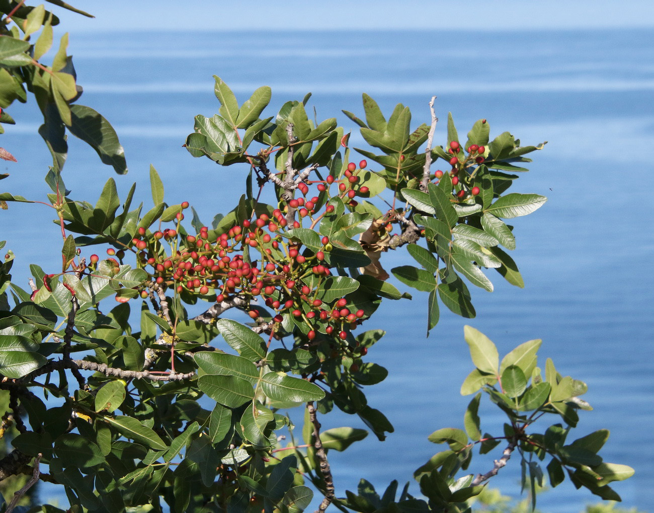 Image of Pistacia mutica specimen.