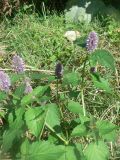 Agastache rugosa