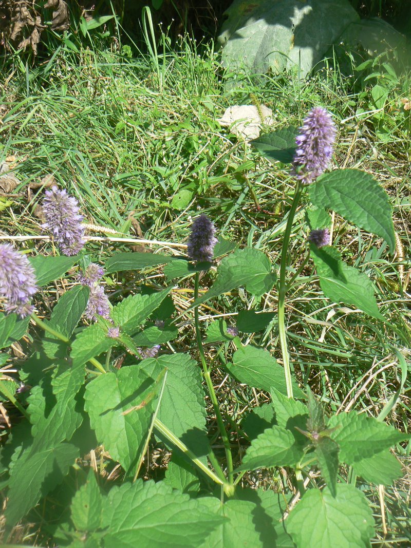 Изображение особи Agastache rugosa.