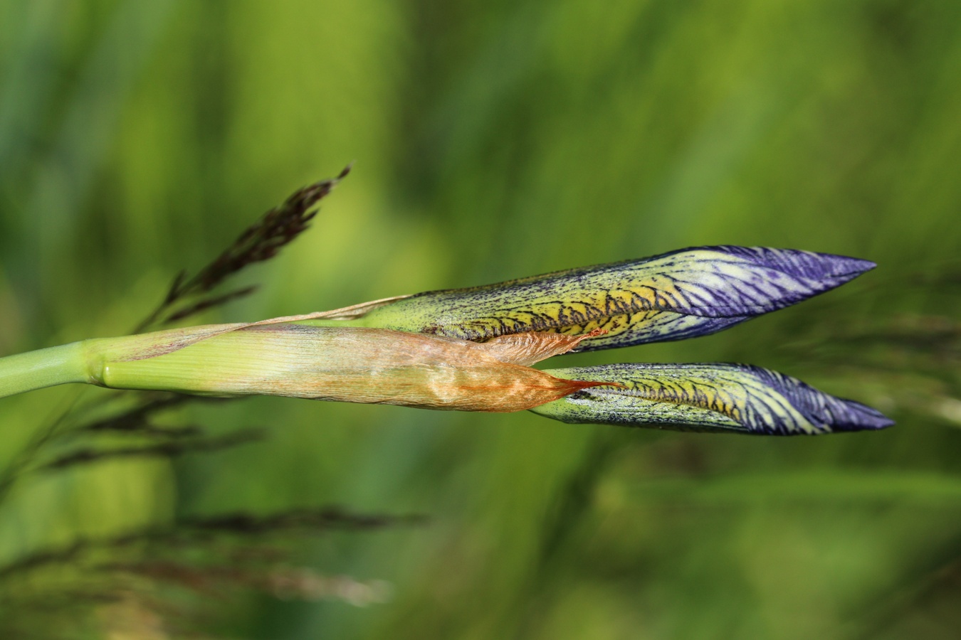 Image of Iris sibirica specimen.