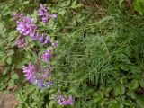 Vicia elegans. Верхушки цветущих побегов. Крым, Южный Берег, южн. склон горы Аю-Даг, возле туристической тропы. 25.05.2024.