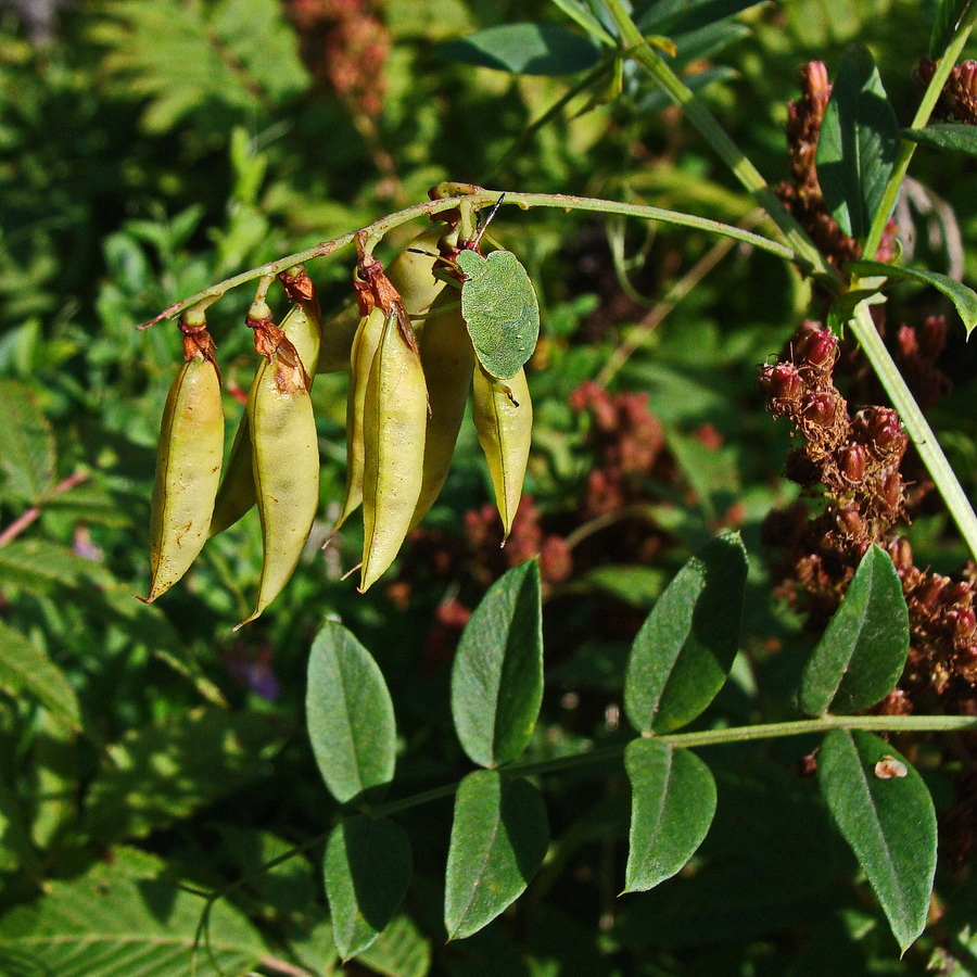 Image of Vicia amoena specimen.