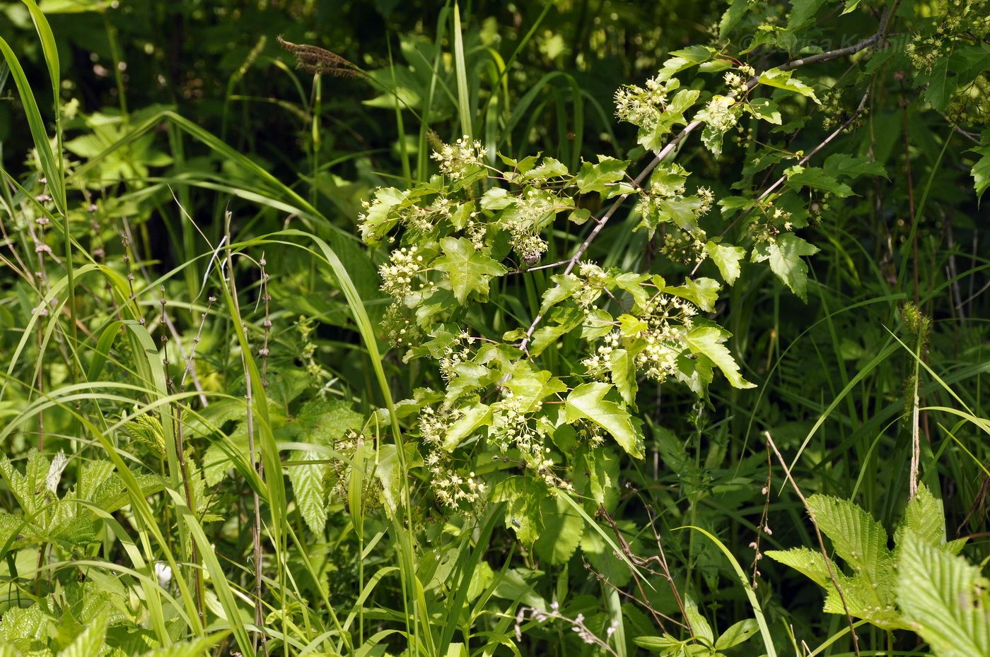 Image of Acer ginnala specimen.