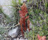 View full-size image Orobanche alba subspecies xanthostigma