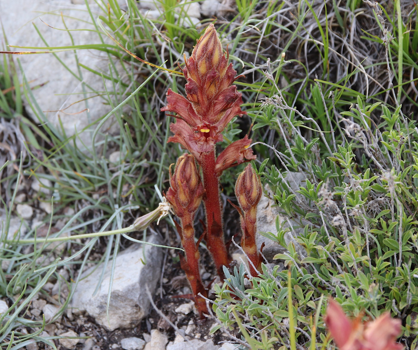 Image of Orobanche alba ssp. xanthostigma specimen.