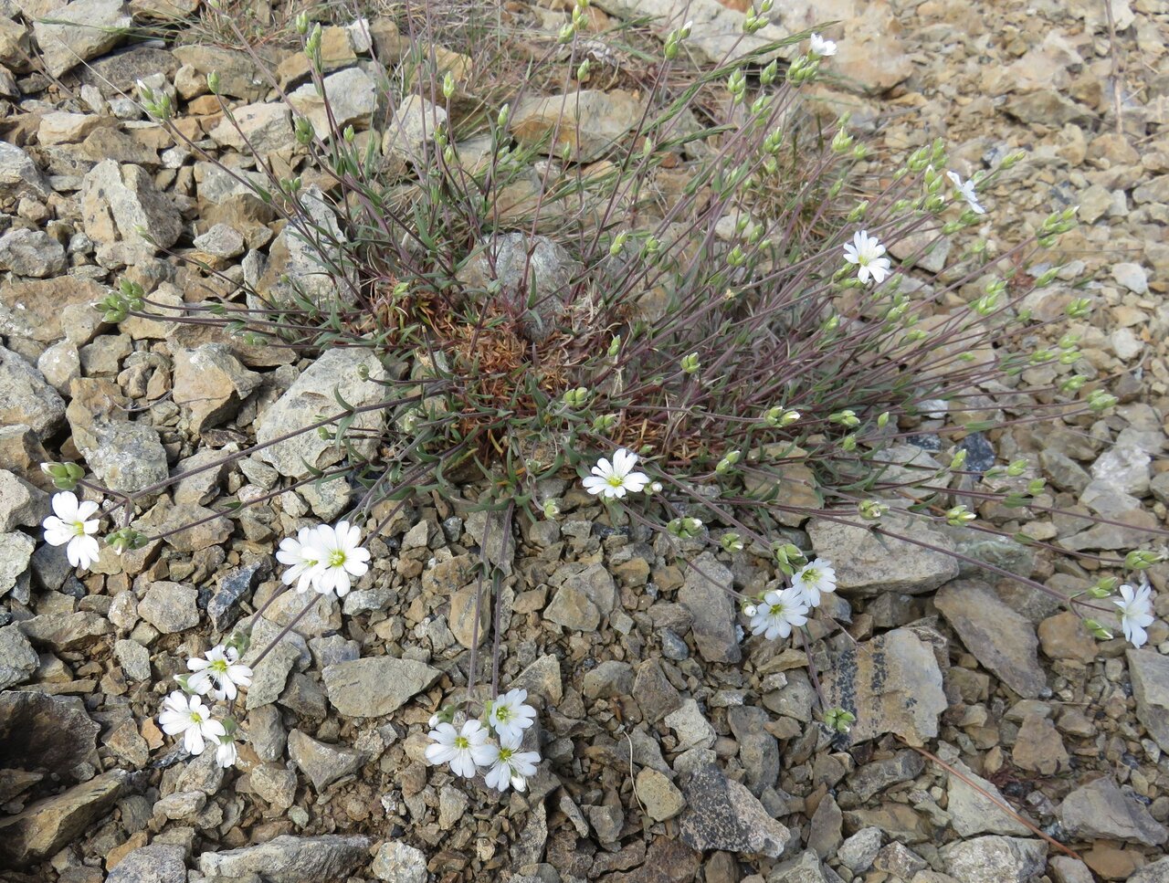 Изображение особи Cerastium banaticum.