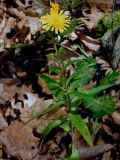 Hieracium umbellatum