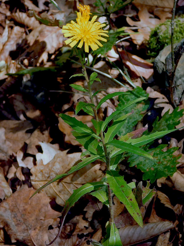 Image of Hieracium umbellatum specimen.