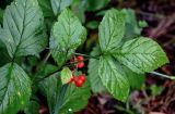 Rubus saxatilis. Верхушка побега с плодами. Вологодская обл., Сокольский р-н, Оларевская гряда, смешанный лес. 13.07.2024.