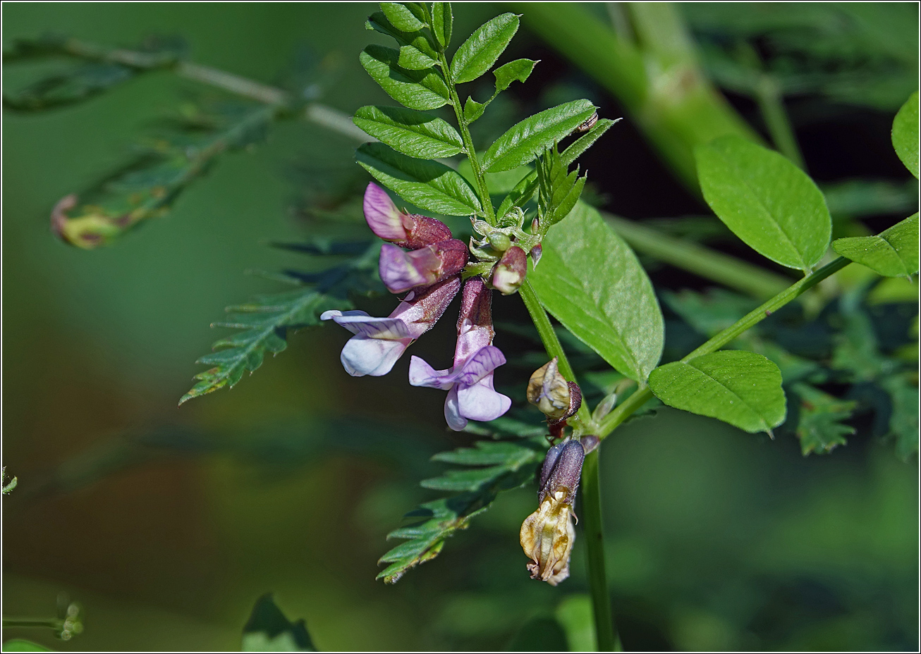 Image of Vicia sepium specimen.