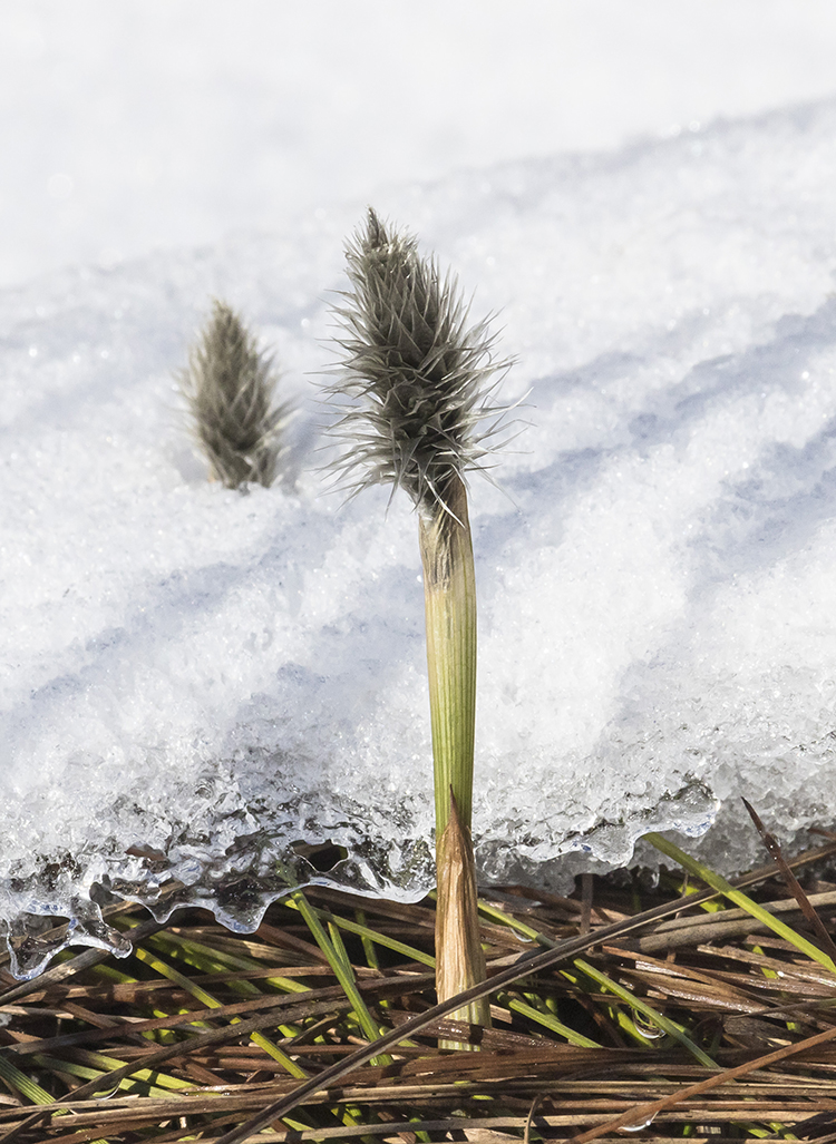 Изображение особи Eriophorum vaginatum.