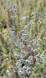 Eryngium planum