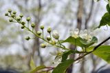 Смотреть изображение Padus avium подвид pubescens
