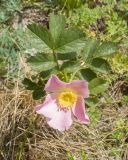 View full-size image Rosa pulverulenta