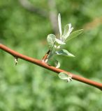 View full-size image Elaeagnus angustifolia