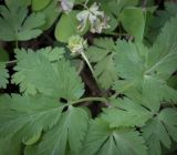 Смотреть изображение Anemone ranunculoides