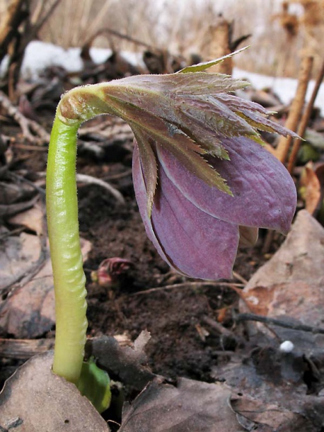 Image of Helleborus purpurascens specimen.