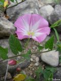 Convolvulus arvensis