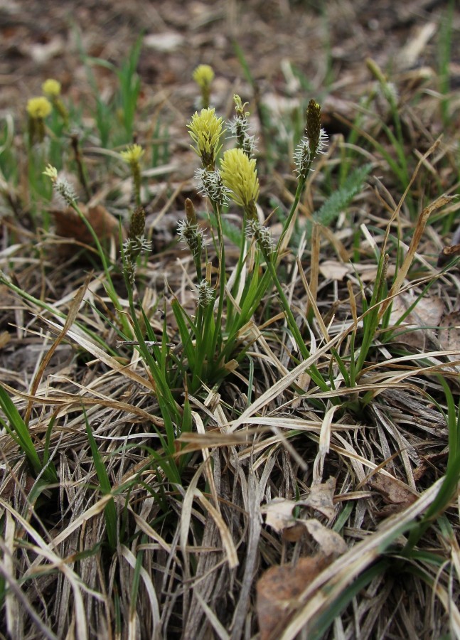 Изображение особи Carex ericetorum.