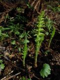 Equisetum sylvaticum