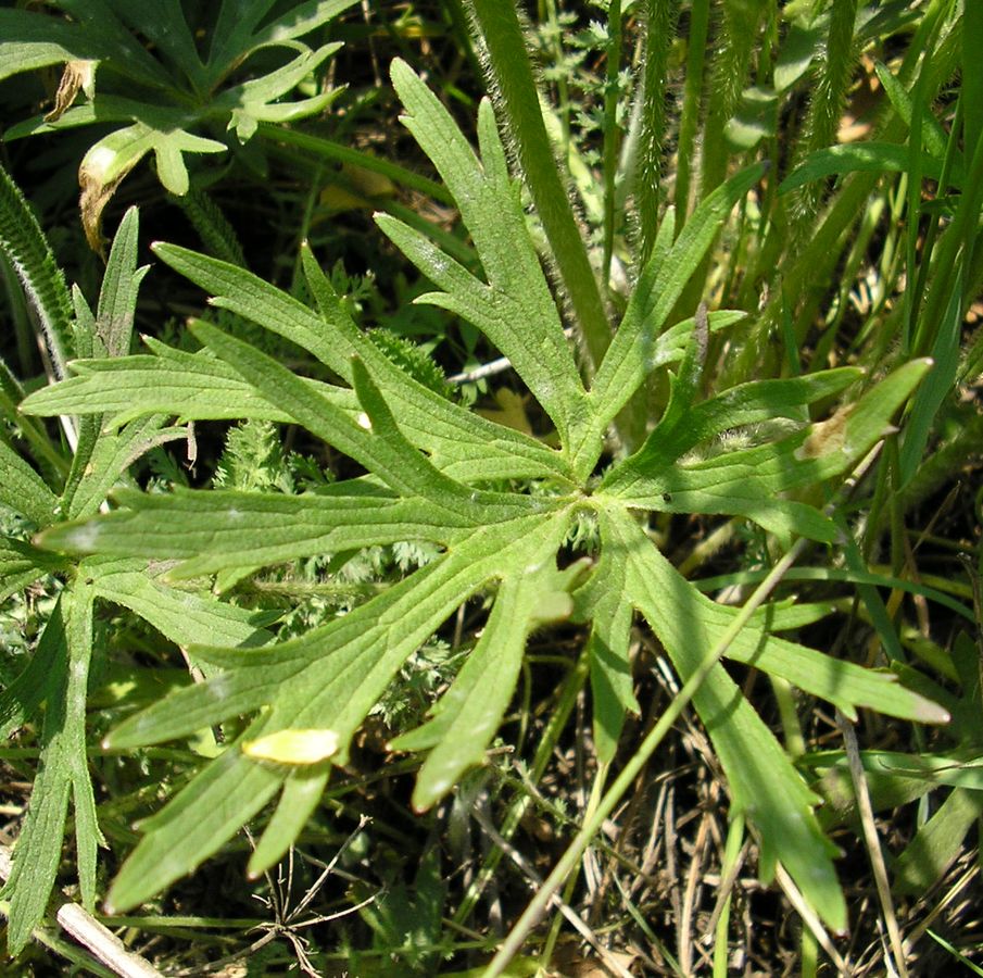 Image of Ranunculus polyanthemos specimen.