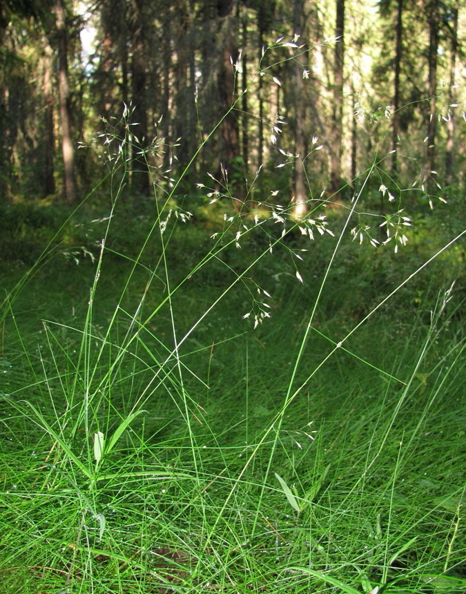 Image of Avenella flexuosa specimen.