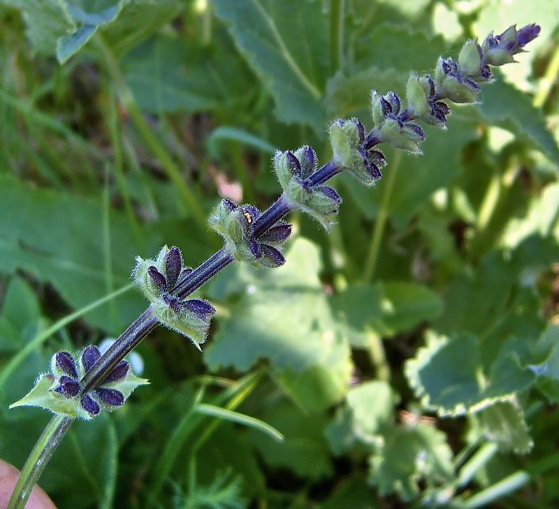 Image of Salvia stepposa specimen.