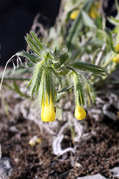 Image of Onosma irritans specimen.