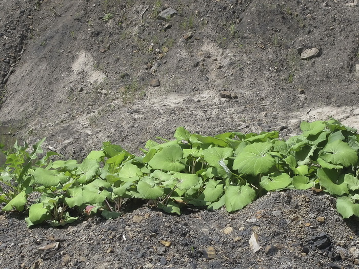 Image of Tussilago farfara specimen.