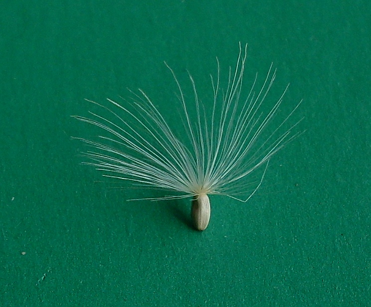 Image of Carduus acanthoides specimen.