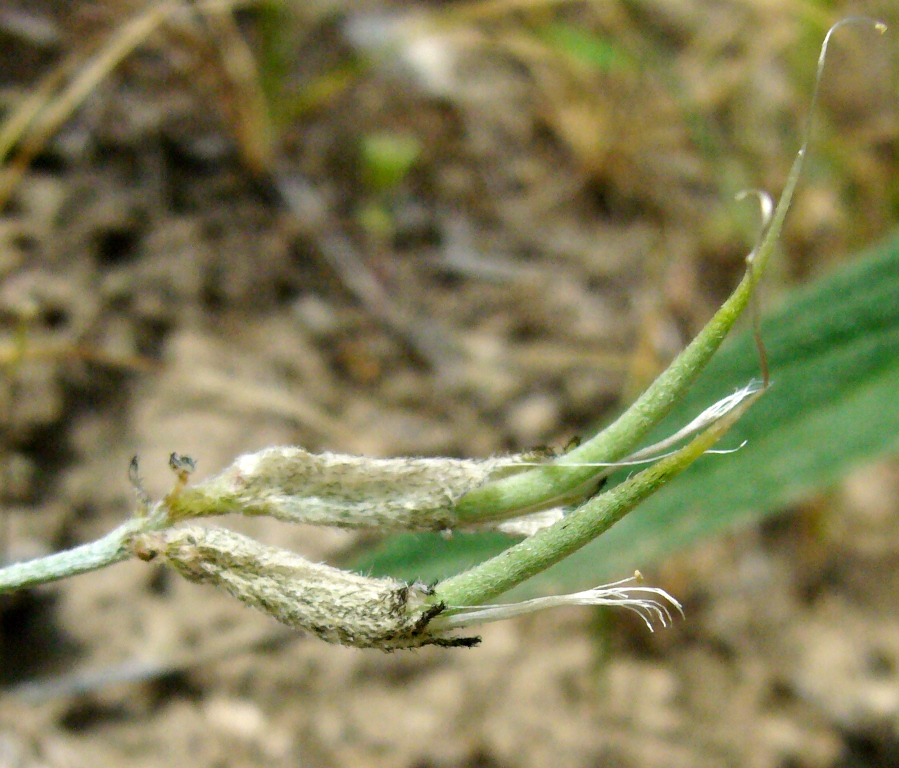 Изображение особи Astragalus juratzkanus.