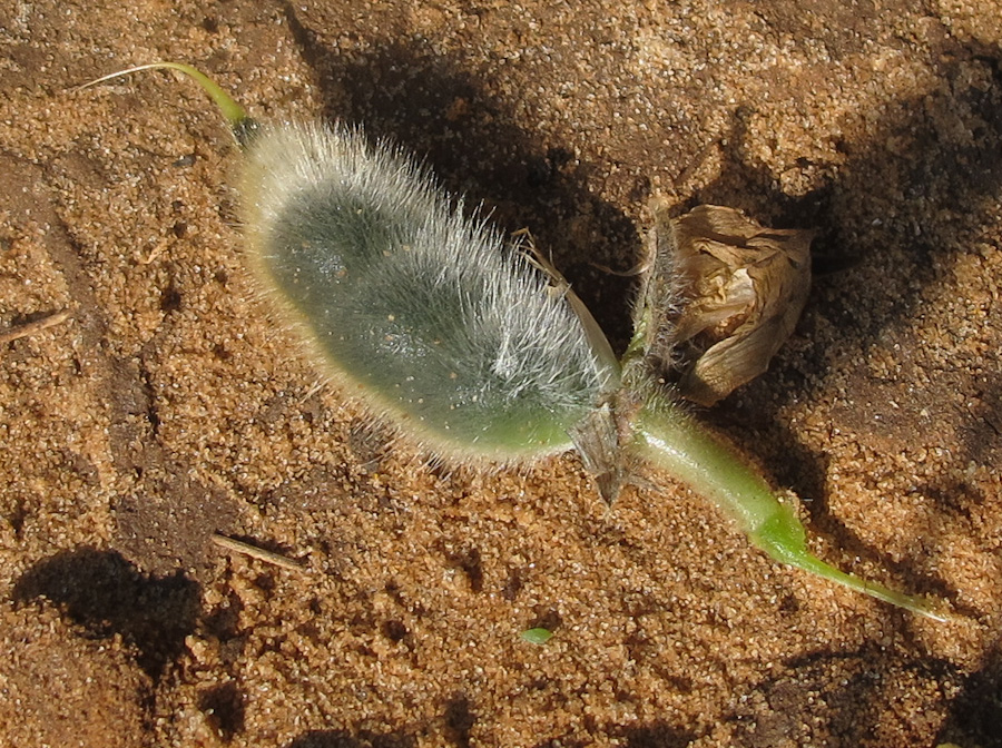 Image of Lupinus palaestinus specimen.