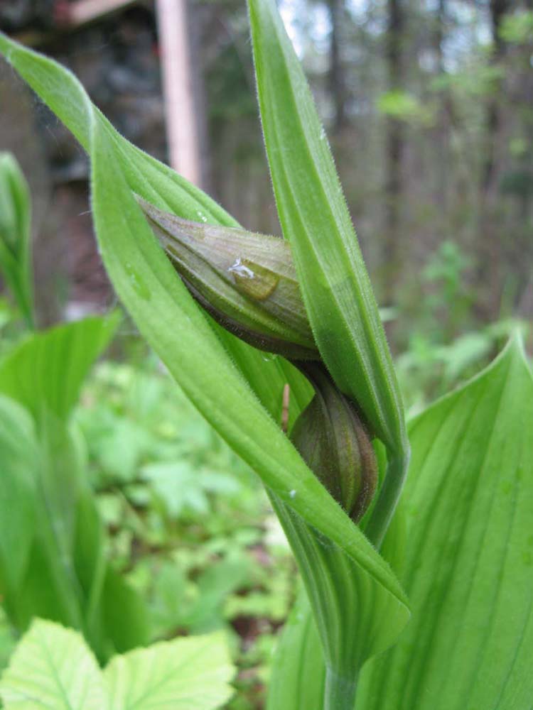 Image of Cypripedium calceolus specimen.