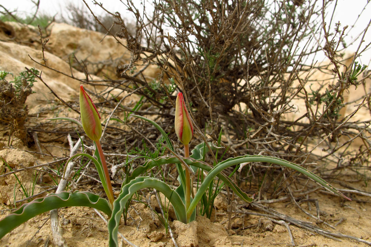 Image of Tulipa systola specimen.