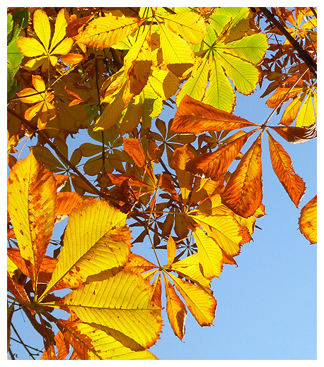 Image of Aesculus hippocastanum specimen.