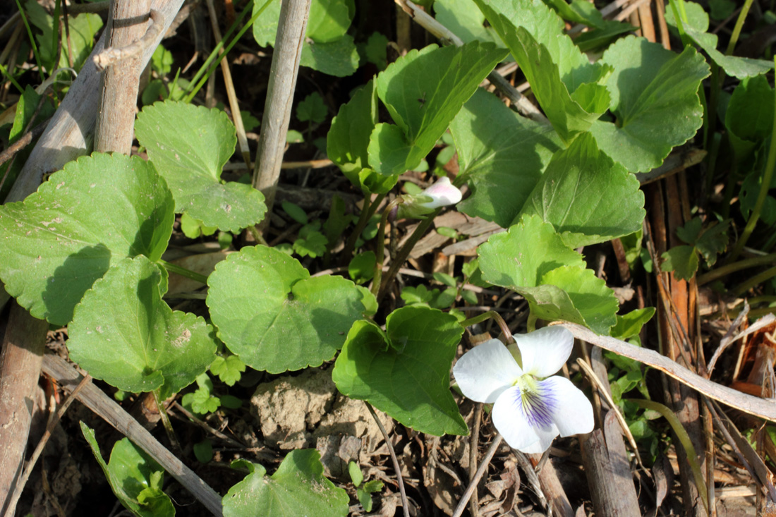 Image of Viola sororia specimen.