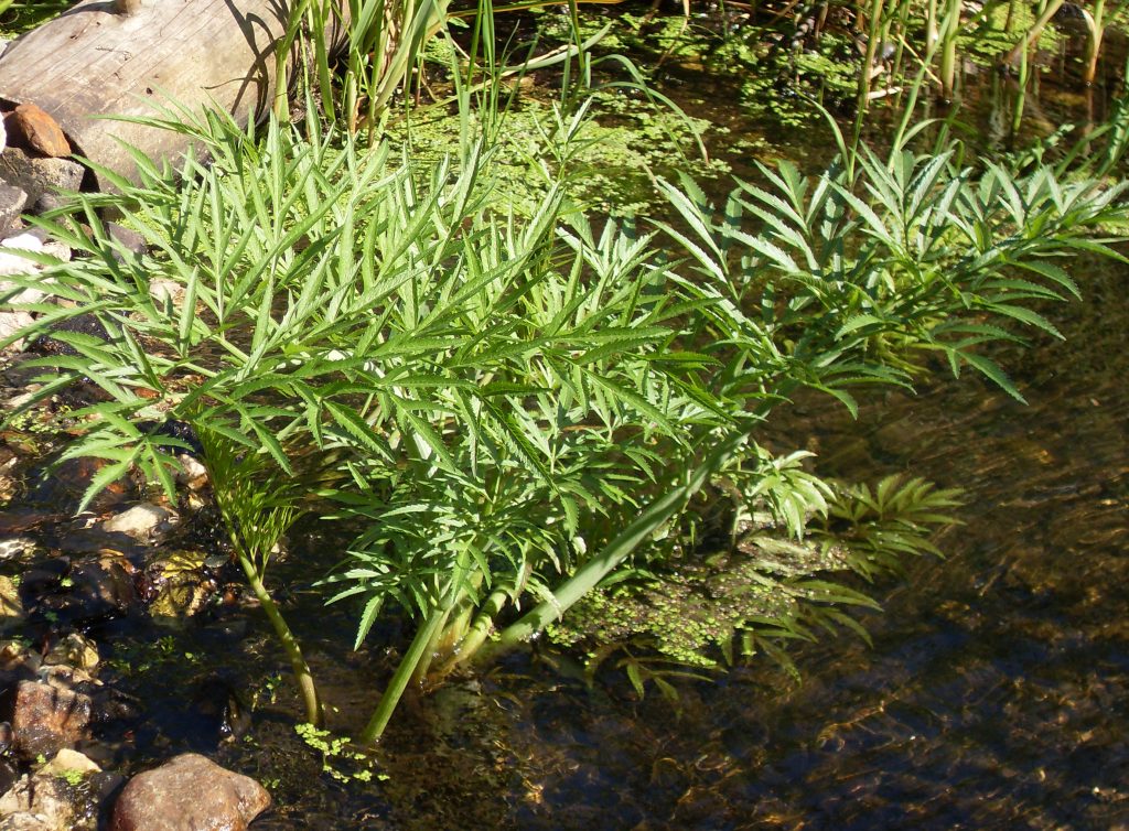 Image of Cicuta virosa specimen.