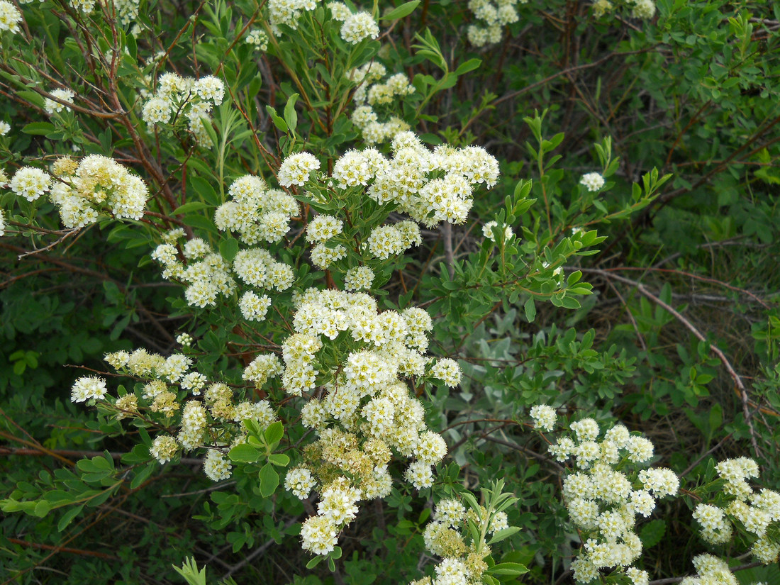 Image of Spiraea hypericifolia specimen.