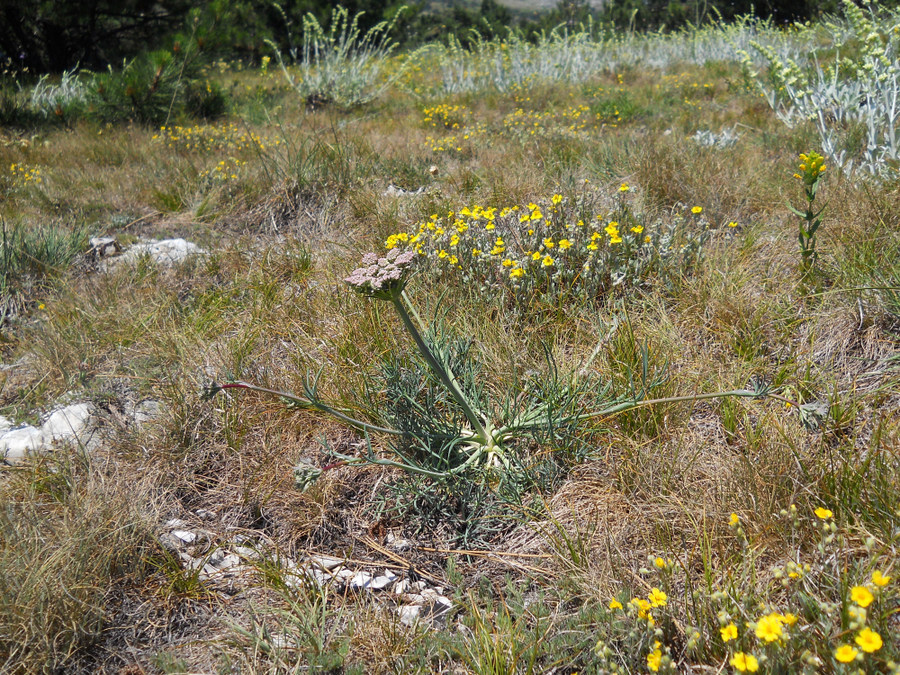 Image of Seseli lehmannii specimen.