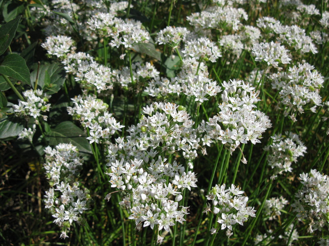 Image of Allium ramosum specimen.