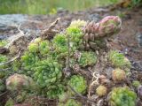 Sempervivum pumilum. Расцветающее растение. Кабардино-Балкария, южный склон пика Терскол, 2800 м н.у.м. 14.07.2012.