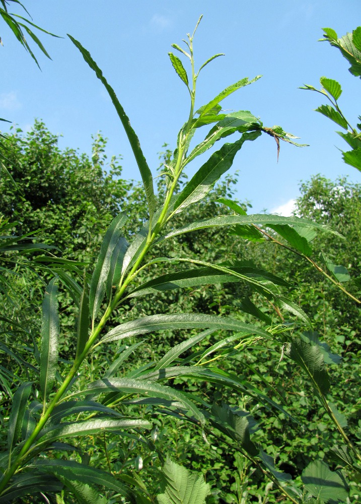 Изображение особи Salix &times; stipularis.