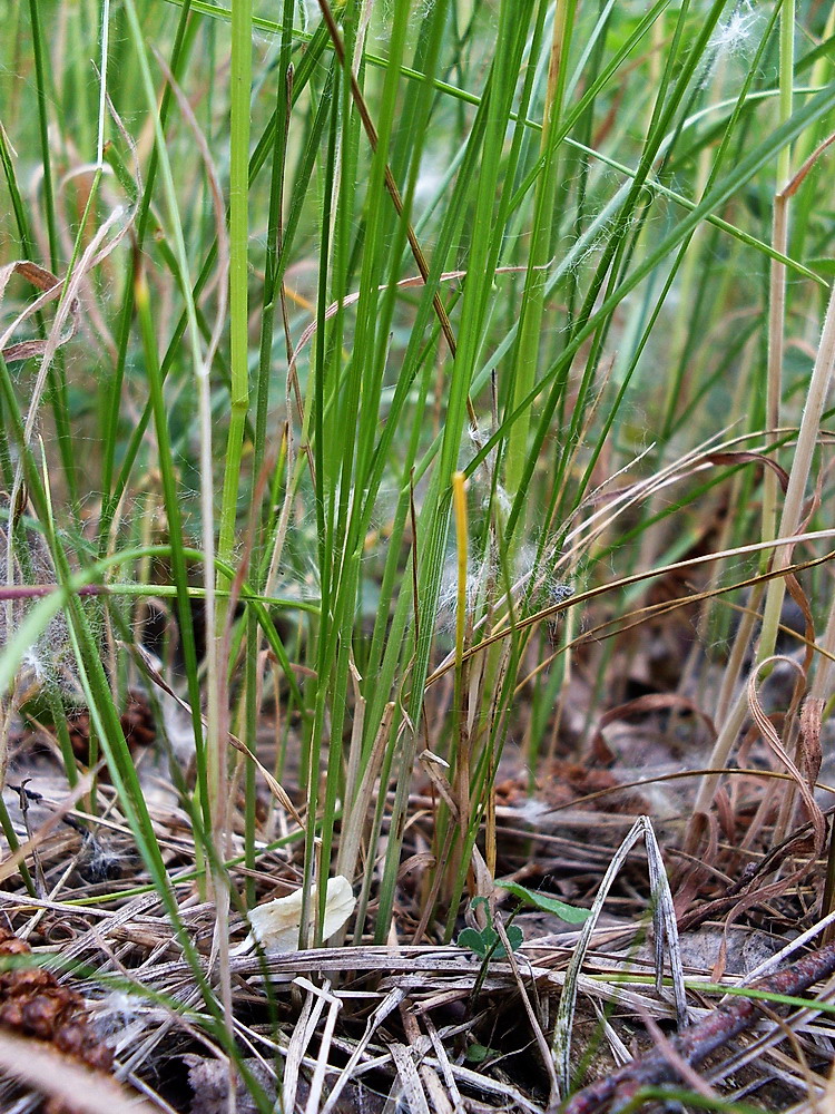 Image of Poa angustifolia specimen.