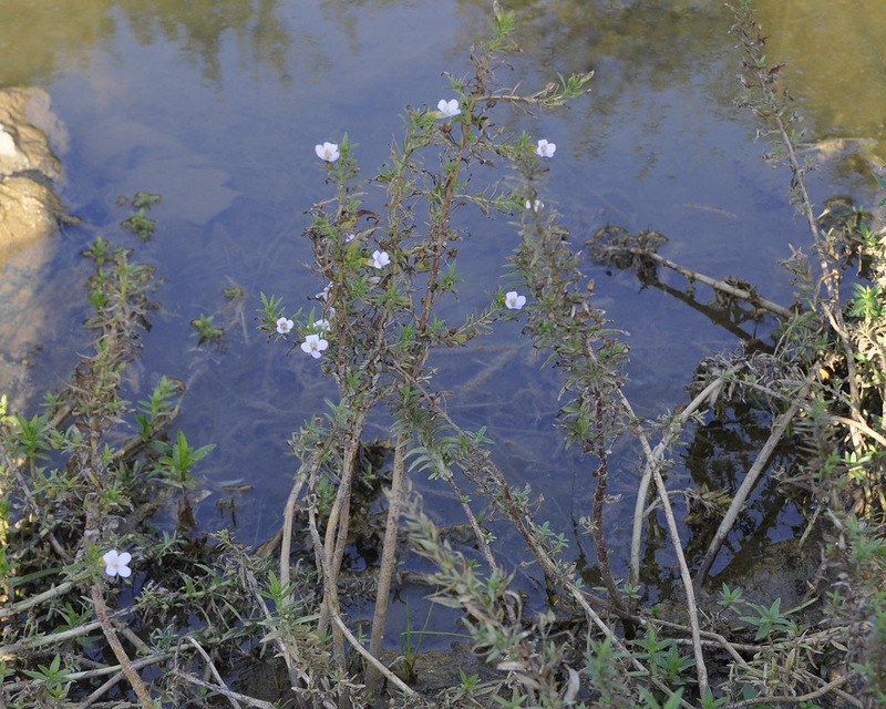 Image of Gratiola officinalis specimen.