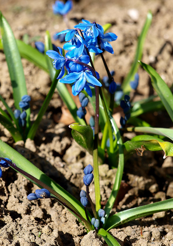 Image of Scilla siberica specimen.