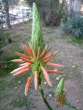 Aloe arborescens. Расцветающее соцветие. Израиль, г. Беэр-Шева, городское озеленение. 10.12.2012.