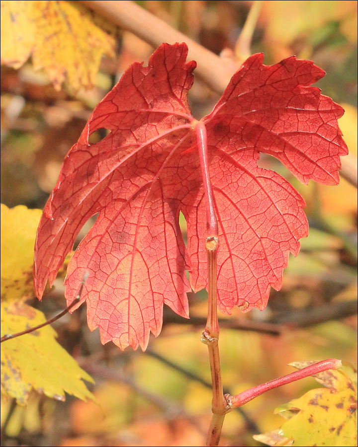 Изображение особи Vitis vinifera.