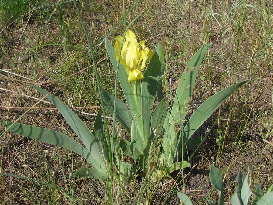 Image of Iris pumila specimen.